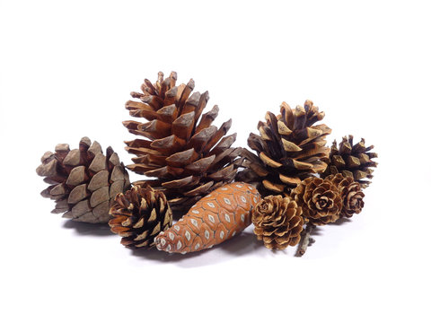 Collection of several types of natural dry pine cones isolated on white background, Close-up 