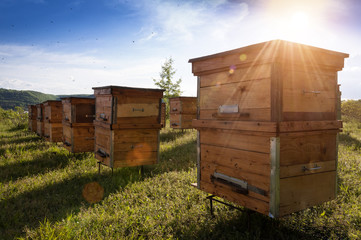 Hives in an apiary with bees flying to the landing boards