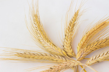  Spikelets of wheat tied together on  white background.