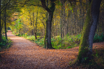 Fototapeta na wymiar Split in a woodland path