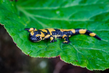 La salamandre tacheté