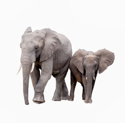 Fototapeta na wymiar elephants on white background