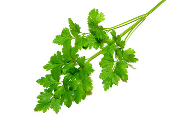  parsley