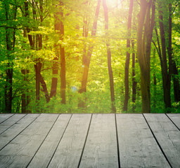  forest. Beauty nature background