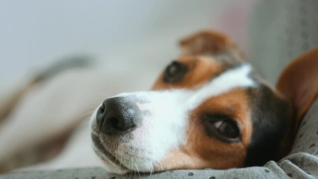 Dog's face macro with eyes looking away laying on gray blanket on blurred background.