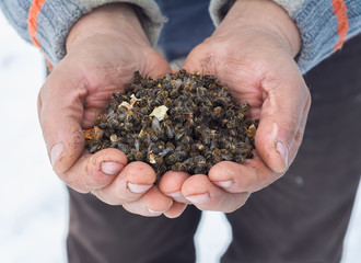 beekeeper holding a dead bees. Pesticides. the varroa mite