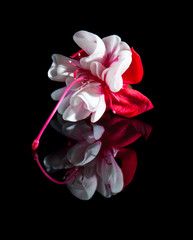 Beautiful fuchsia flowers with reflection on black background