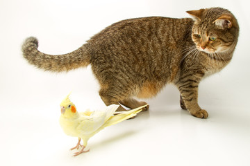 British Shorthair cat and Corella parrot yellow 