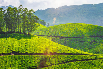 Tea plantations