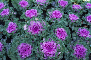 White and Purple Cabbage garden field