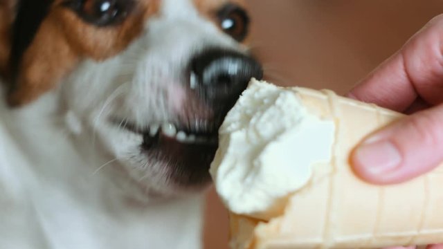 Dog eat, biting and licking ice cream from the hands of master, closeup shot