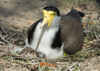 Spur winged Plover with chicks.