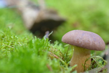 Steinpilz im Siegerland