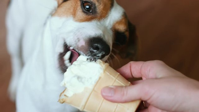 Dog eat, biting and licking ice cream from the hands of master, closeup shot