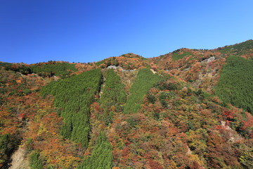 Fototapeta na wymiar 奈良県上北山村の紅葉