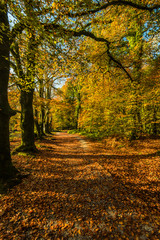 Autumnal vibrant colors in forest
