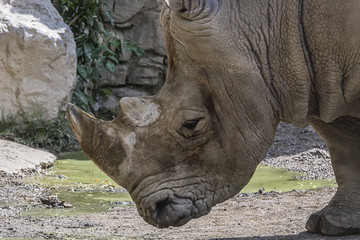 portrait of a rhinoceros