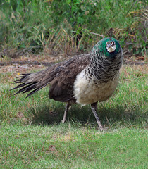 Peahen