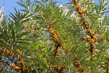 Sea-buckthorn
