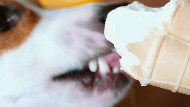 Dog eat, biting and licking ice cream from the hands of master, closeup shot