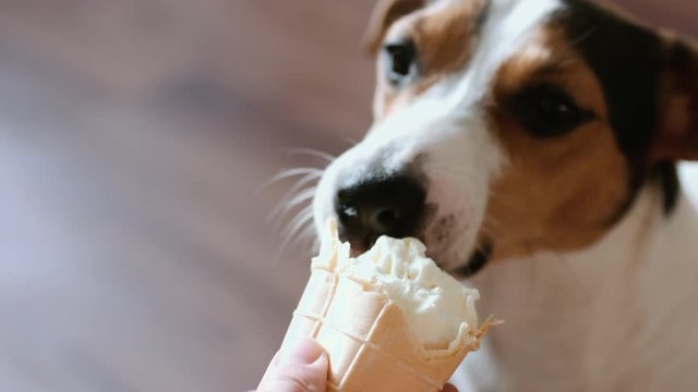 Dog eat, biting and licking ice cream from the hands of master, closeup shot