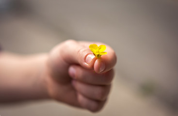 Hand gives a wild flower with love. romance.