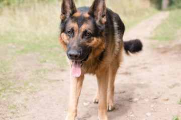 Dog german shepherd in the forest