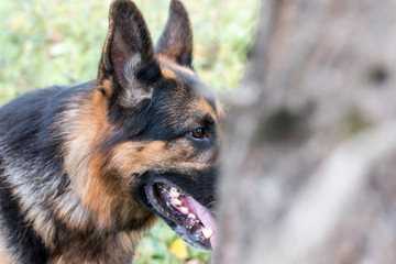 Dog german shepherd in the forest