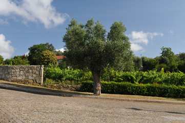 Olivenbaum vor blauem Himmel