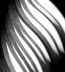 Naklejka premium curled in a roll black paper ribbon. Macro lens closeup shot 1:1