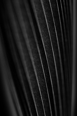 curled in a roll black paper ribbon. Macro lens closeup shot 1:1