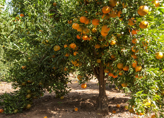Branches with the fruits of the tangerine trees