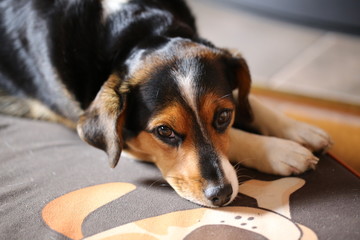 Dog