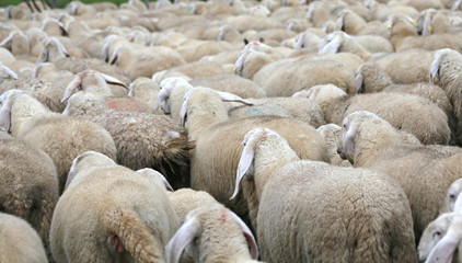 many sheep with long fur coat in the flock