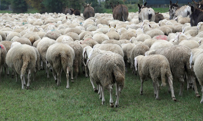 Obraz premium sheep with thick fur white woolly grazing in autumn with some do