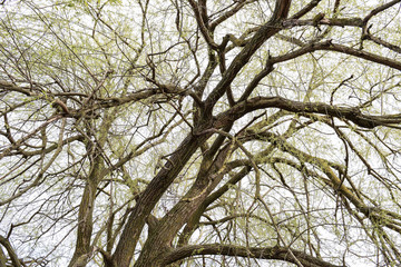 Background of the branches of trees