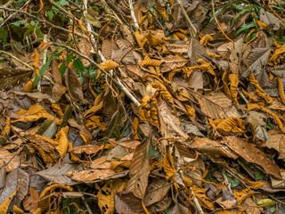 Flora in the jungle
