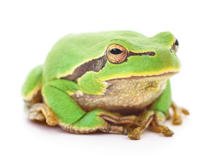 Green frog isollated.