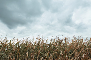 withered corn leaves and dramatic cloudy sky