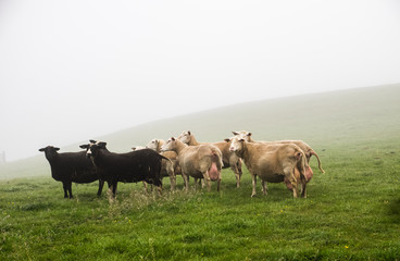 Sheep mothers in waiting