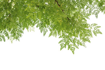 group of green leaf and sky,cloud and blue sky,green leaf from garden,green leaf make oxygen,copy space.