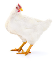 White hen isolated.