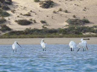Spoonbill at the lagoon