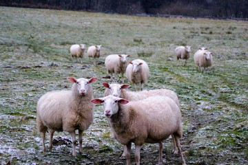 hutisko_sheep_06