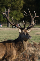 Front on close up of stag