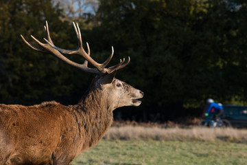 Stag watching cyclist in park