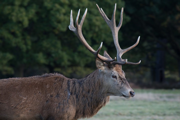 Naklejka na ściany i meble Deer in richmond park