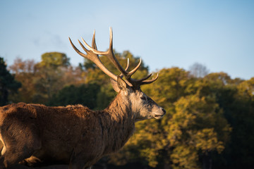 Closeup of stag in park