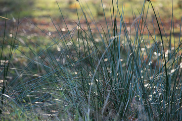Spiderwebs in the long grass