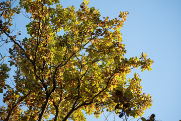 Bright tree against blue sky